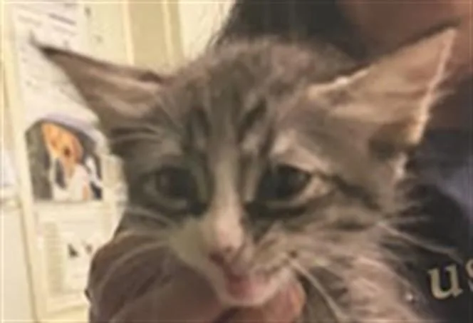 A baby small-sized female Domestic Short Hair cat named Chuck for adoption in Los Angeles, CA
