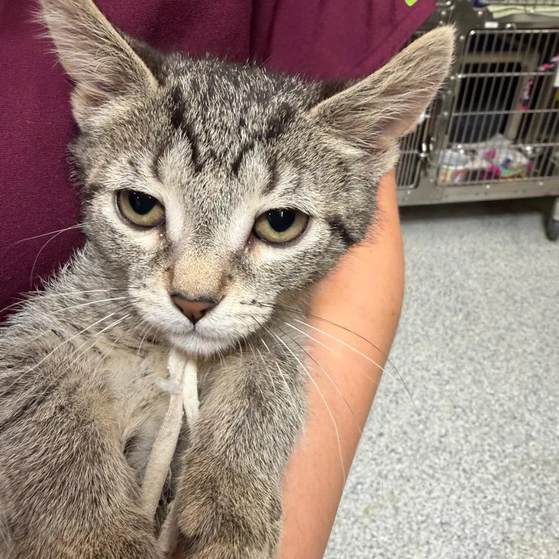 A baby small-sized female Brown / Chocolate Domestic Short Hair cat named Gabby for adoption in Mentor, OH