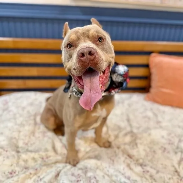 A young medium-sized male Yellow / Tan / Blond / Fawn American Bully dog named King Of The Toy for adoption in Friendswood, TX