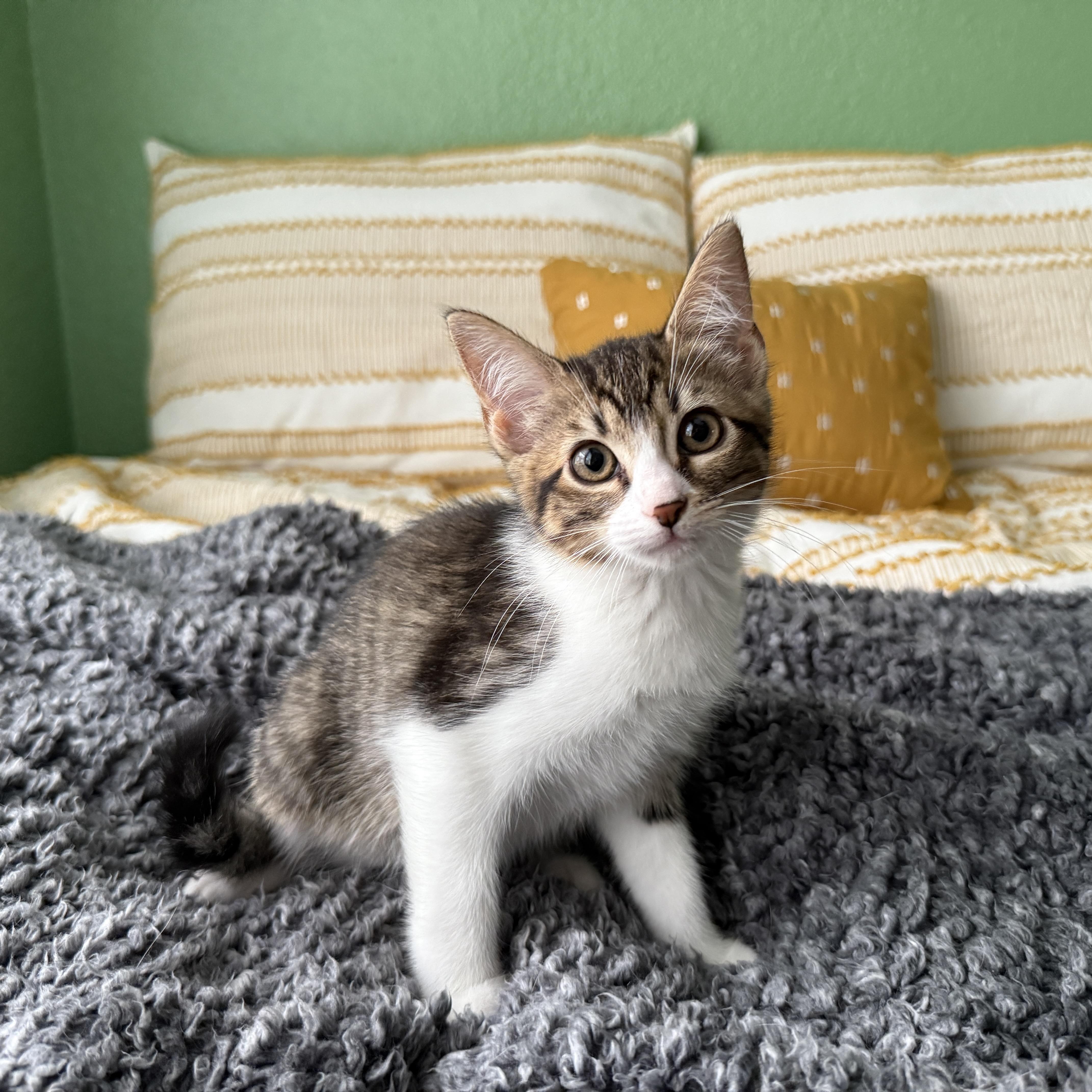 A baby medium-sized female Tabby (Buff / Tan / Fawn) Domestic Short Hair cat named Maple for adoption in Fort Worth, TX