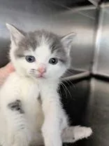 A baby medium-sized male White Domestic Short Hair cat named Cassius for adoption in Portsmouth, OH