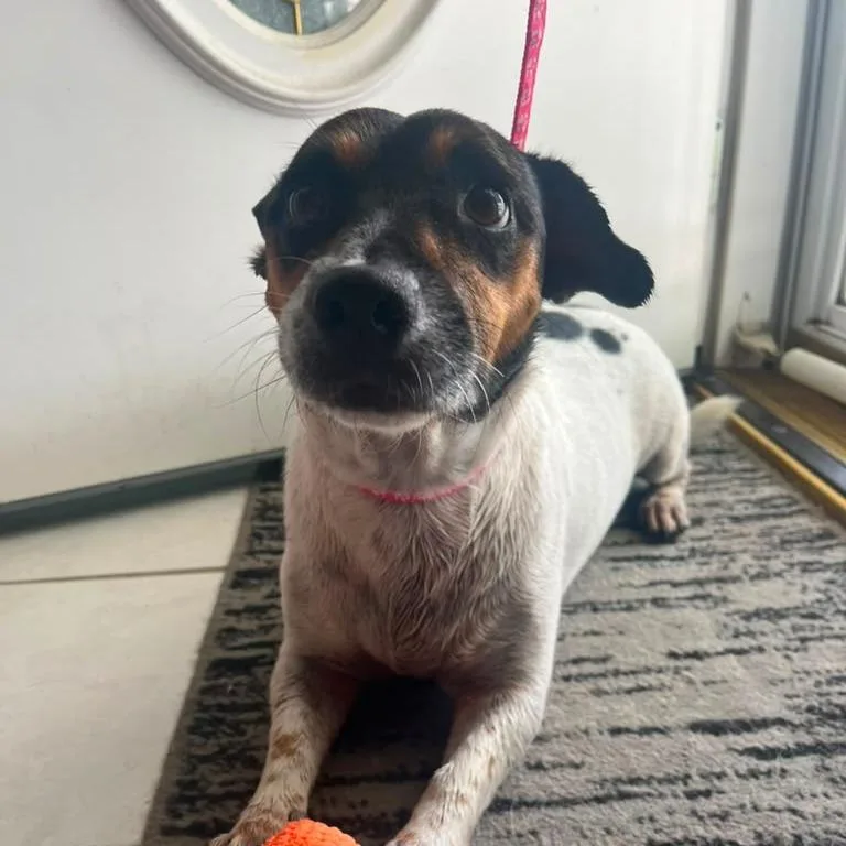 An adult medium-sized female White / Cream Jack Russell Terrier dog named Roxy for adoption in Merritt Island, FL