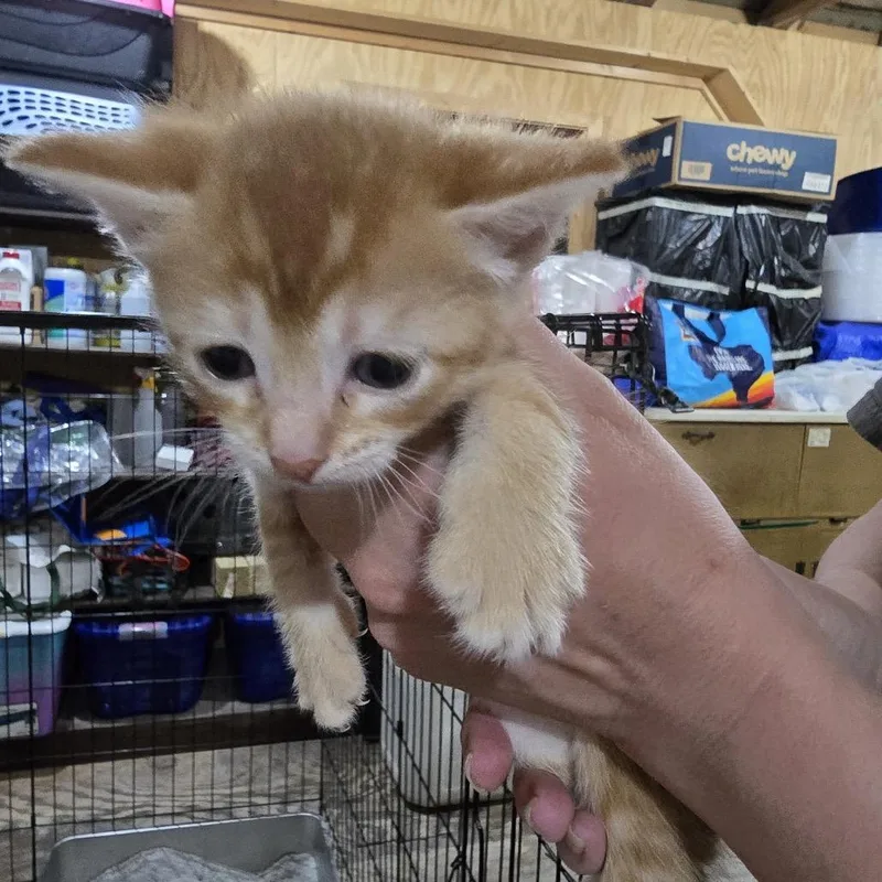 A baby small-sized male Orange / Red Domestic Short Hair cat named Nikos for adoption in Baytown, TX