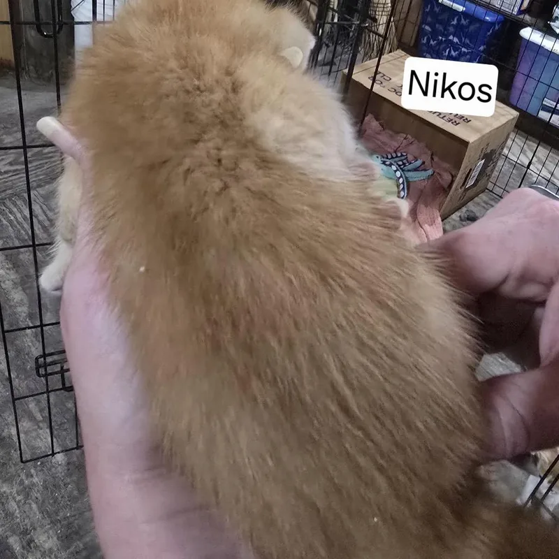 Nikos thumbnail 2