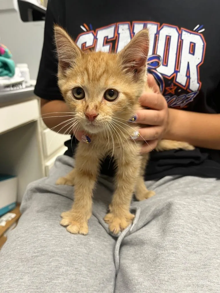 A baby small-sized male Domestic Short Hair cat named Oscar for adoption in Hopkinsville, KY