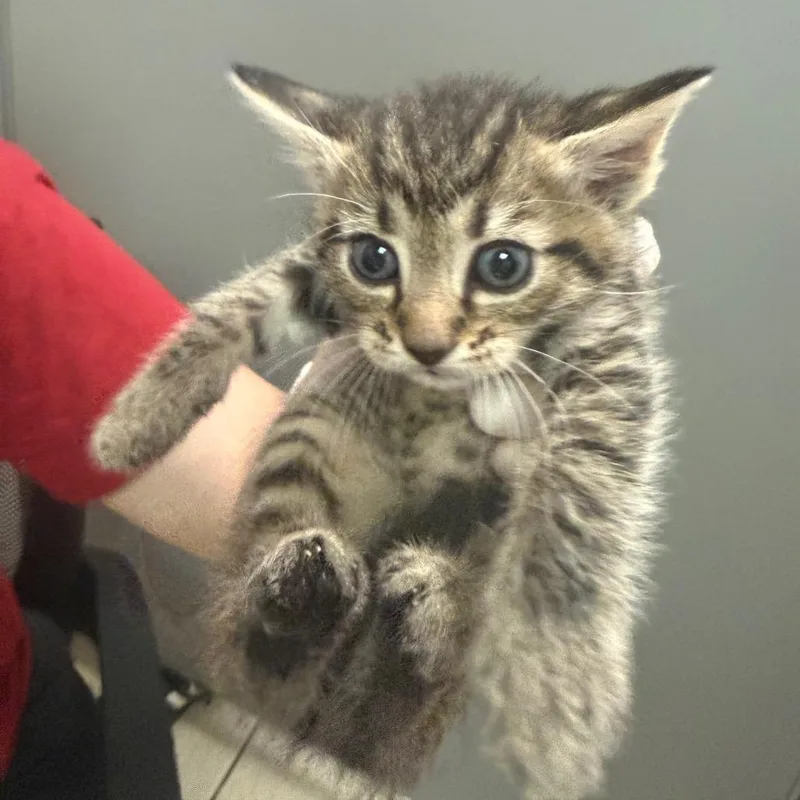 A baby small-sized female Brown / Chocolate Domestic Medium Hair cat named Isabella for adoption in Charleston, WV