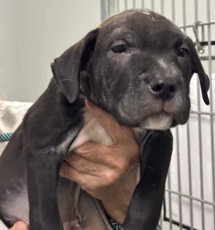 A baby small-sized male Shar-Pei dog named Troy for adoption in Cumming, GA