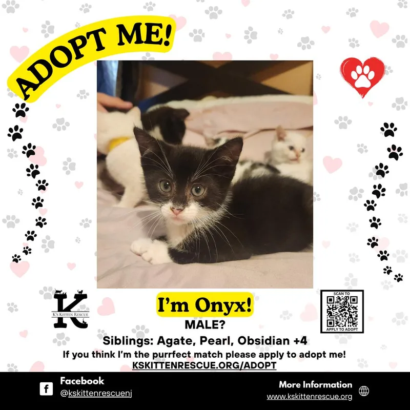 A baby medium-sized male Black & White / Tuxedo Domestic Short Hair cat named Onyx for adoption in Brick, NJ