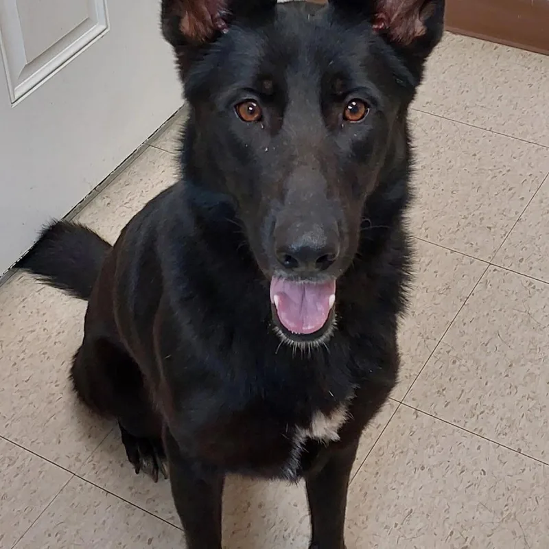 Bella