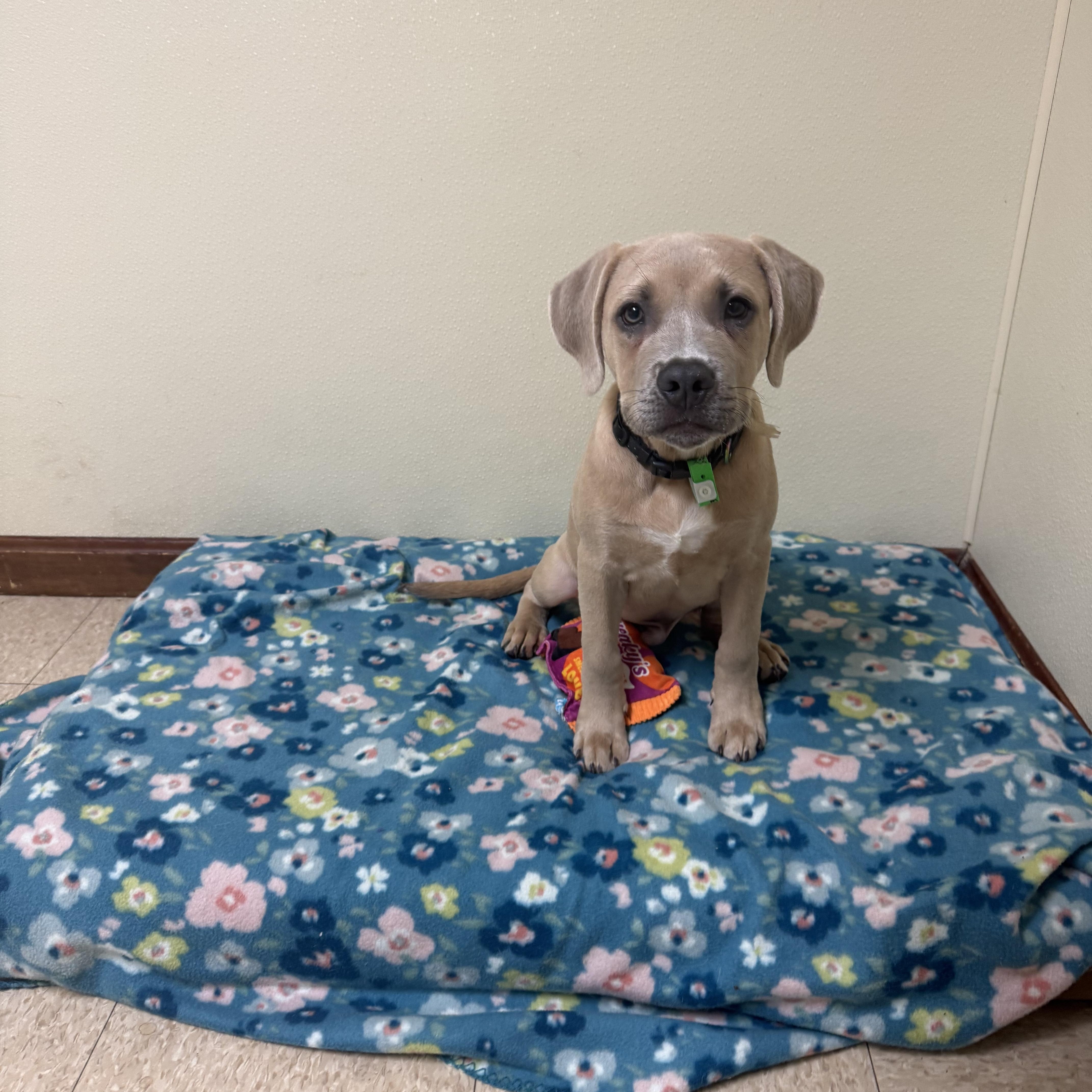 A baby medium-sized male Yellow / Tan / Blond / Fawn Mixed Breed dog named Brunson for adoption in Douglas, MA