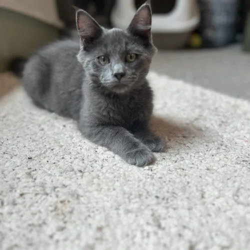 A baby small-sized male Gray / Blue / Silver Domestic Medium Hair cat named Pimento for adoption in Fishers, IN