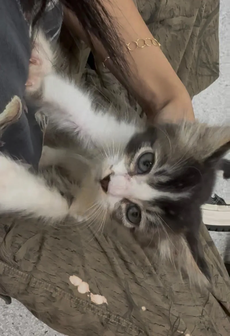 A baby medium-sized male Domestic Long Hair cat named Dewey for adoption in Kent, WA
