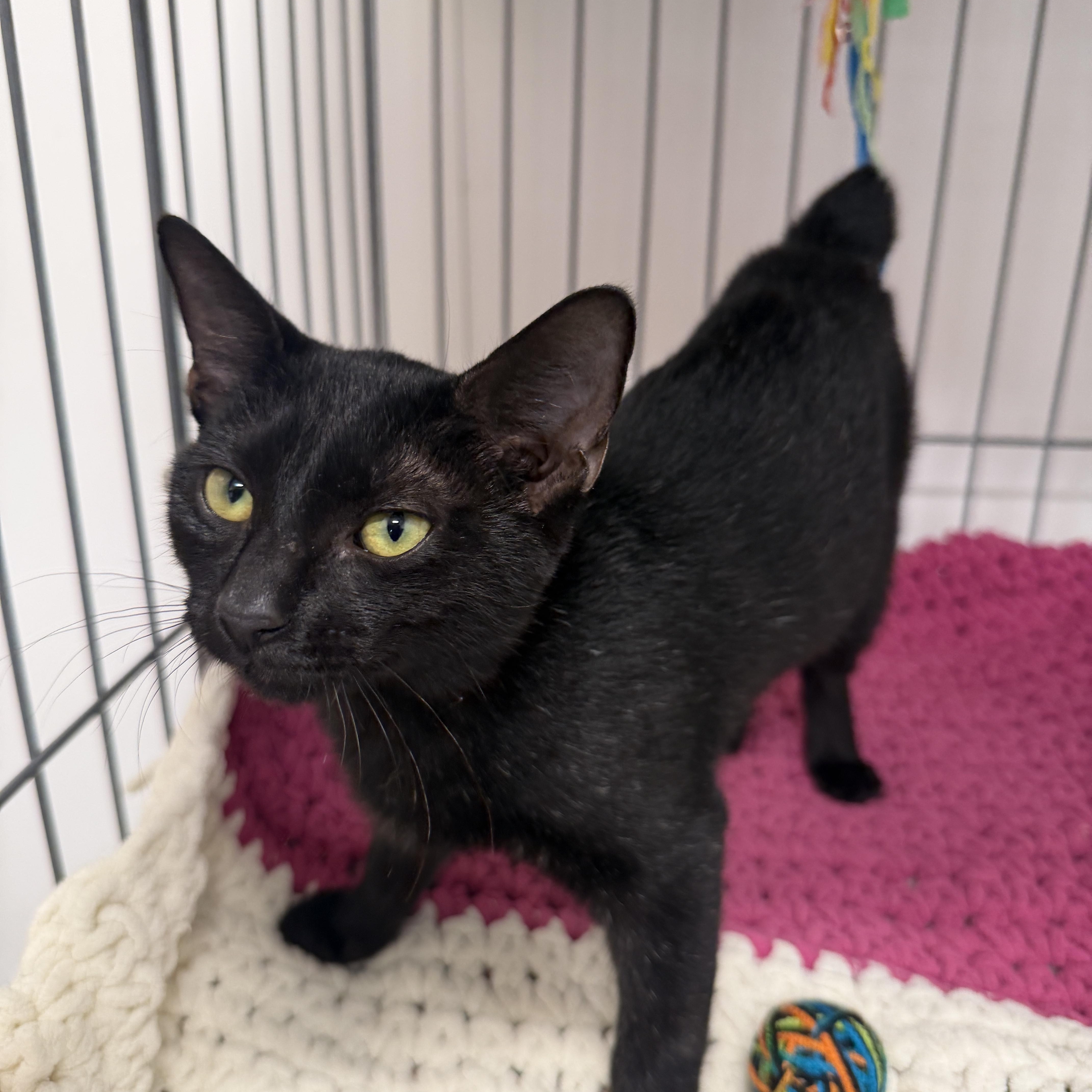A baby medium-sized female Black Domestic Short Hair cat named Ravenna for adoption in Palm Harbor, FL
