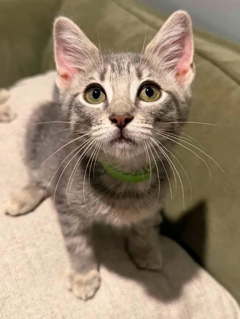 A baby medium-sized male Tabby (Gray / Blue / Silver) Domestic Medium Hair cat named Ford for adoption in Calera, AL