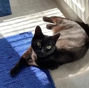 A senior medium-sized female Domestic Short Hair cat named Zelda for adoption in South Bend, IN
