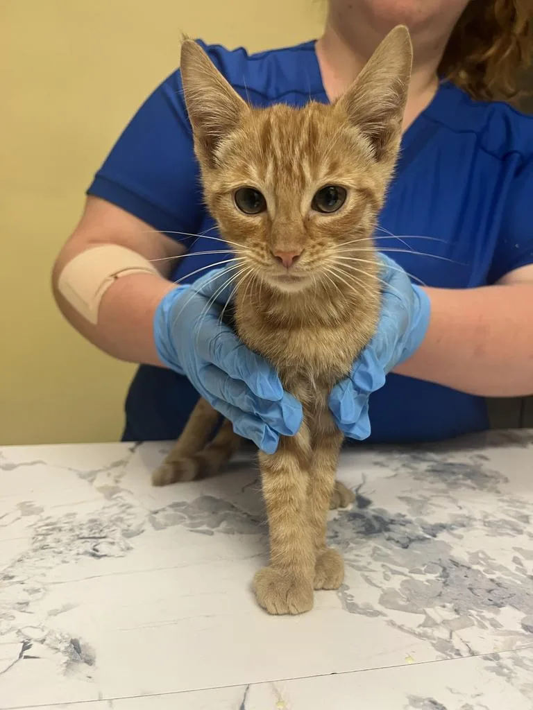 A baby medium-sized male Domestic Short Hair cat named Tommy✅ for adoption in Florence, SC