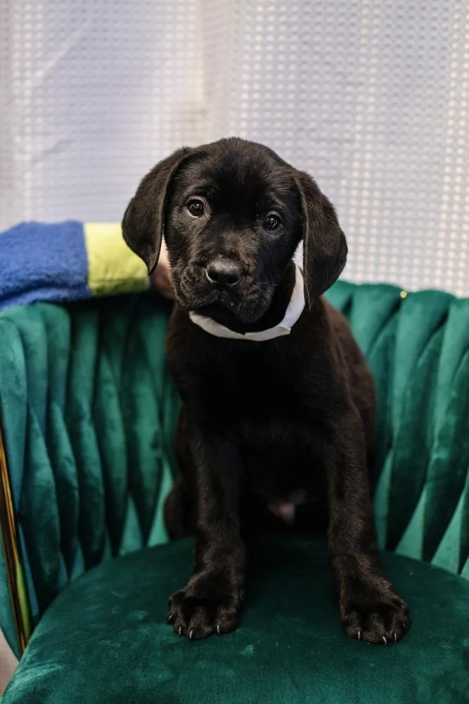 A baby large-sized male Black Rottweiler dog named Dallas for adoption in Frankfort, NY