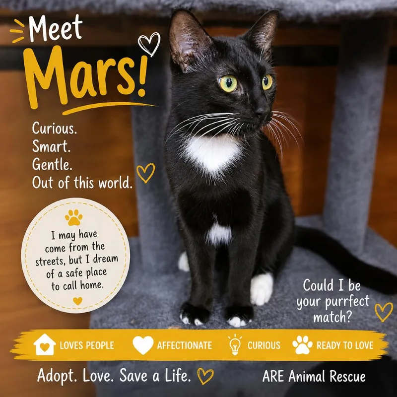 A young small-sized male Black Domestic Short Hair cat named Mars for adoption in Hemet, CA