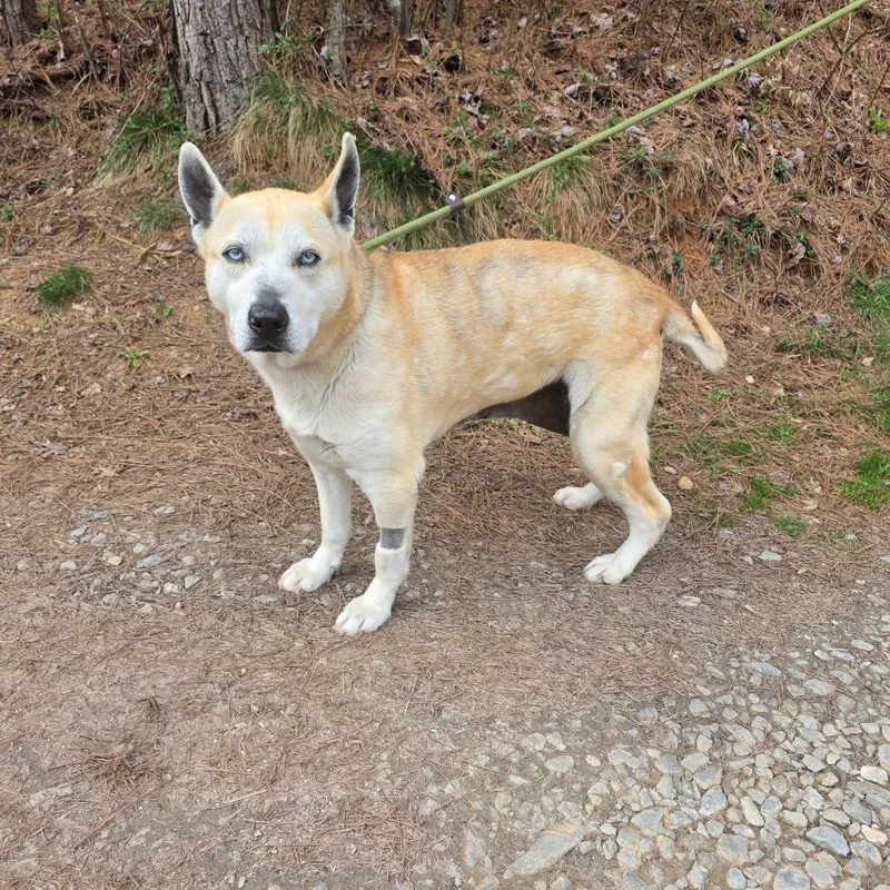 A senior large-sized female Yellow / Tan / Blond / Fawn Husky dog named Khaleesi for adoption in Marble, NC