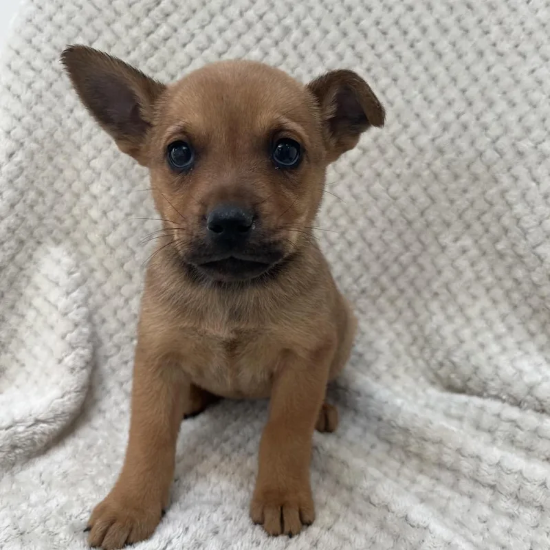 A baby medium-sized female Brown / Chocolate Chihuahua dog named Velma for adoption in Murray, UT
