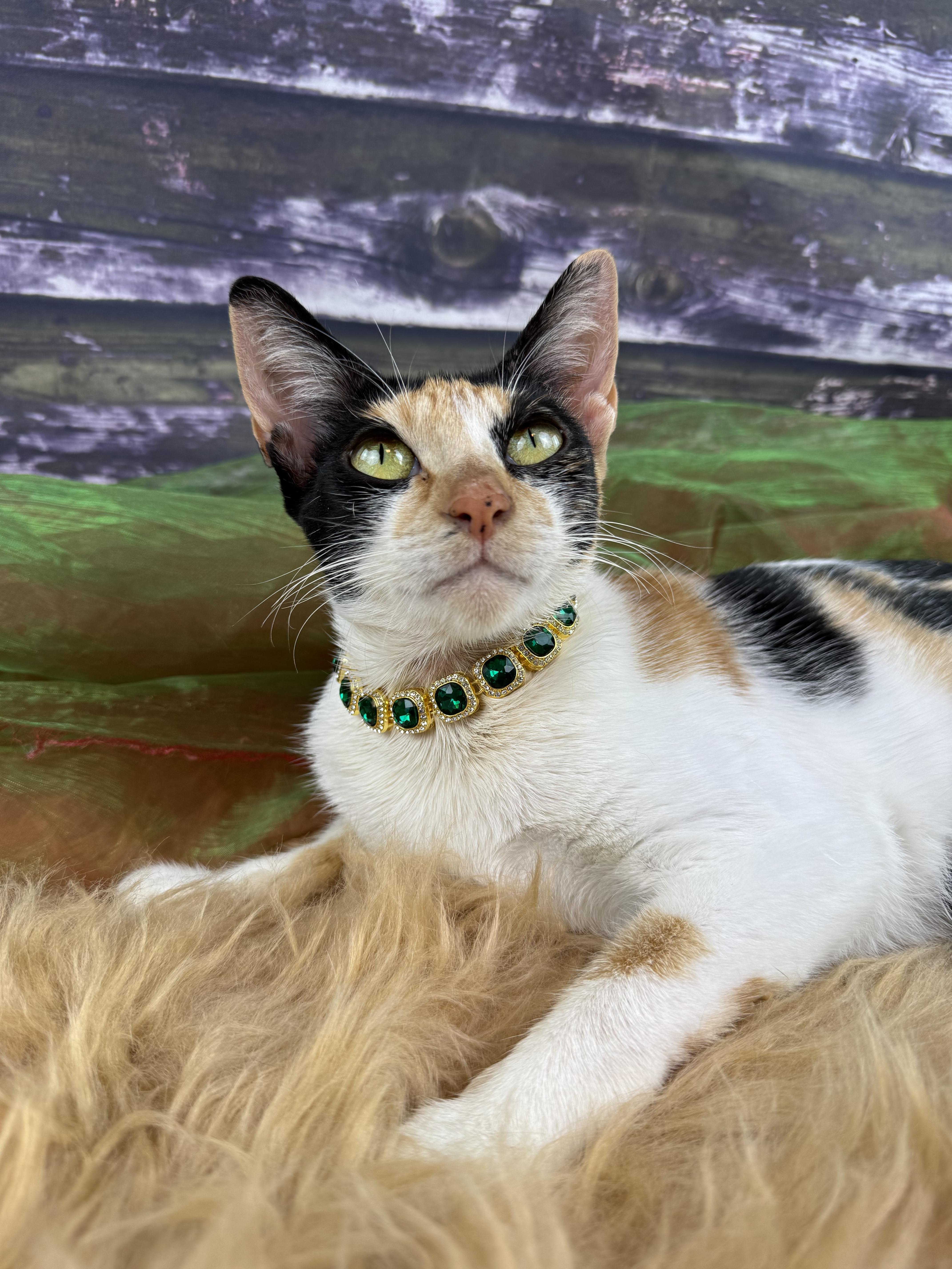 A young medium-sized female Calico cat named Cami for adoption in Houston, TX