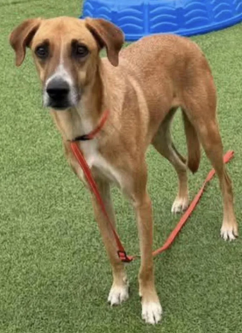 An adult medium-sized male Mixed Breed dog named Phil for adoption in Kutztown, PA
