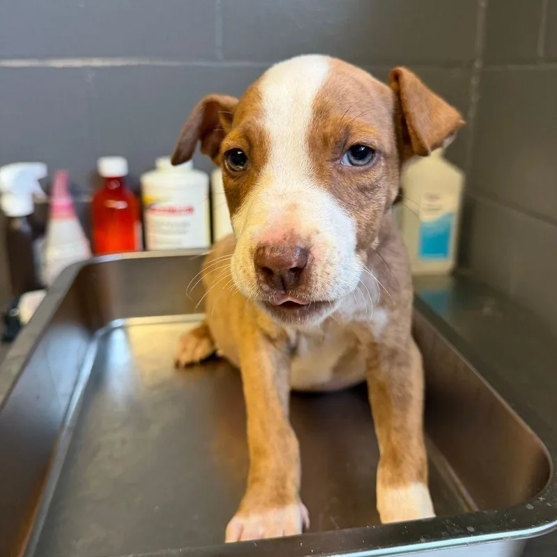 A baby small-sized male Brown / Chocolate Mixed Breed dog named Gill for adoption in Buffalo, MN
