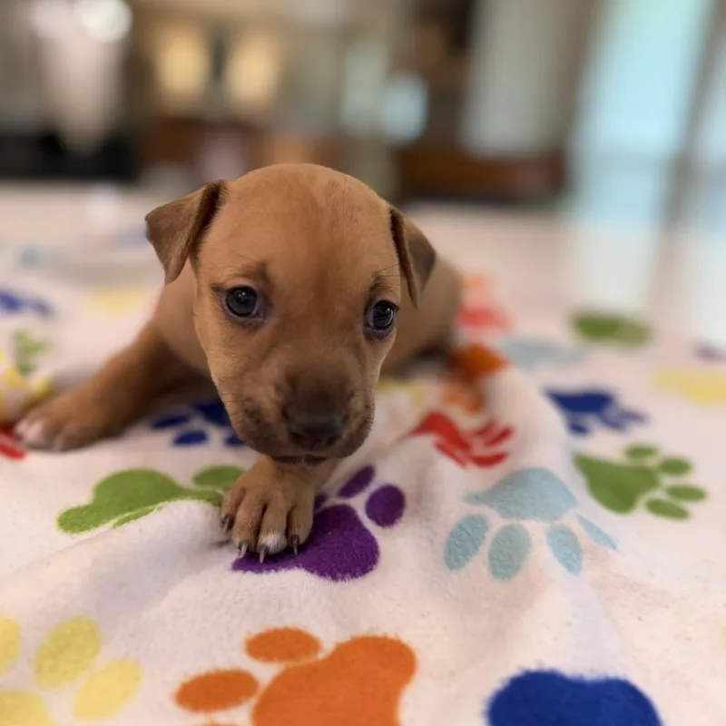 A baby small-sized female Brindle Catahoula Leopard Dog dog named Puddin for adoption in New Orleans, LA