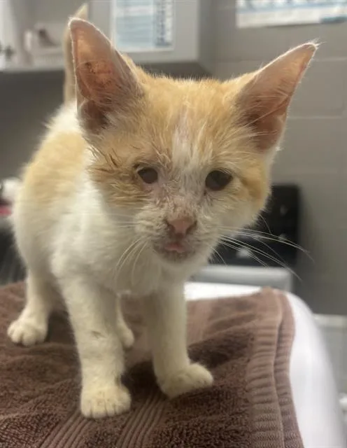 A baby small-sized male Domestic Short Hair cat named Pepperjack for adoption in Indianapolis, IN