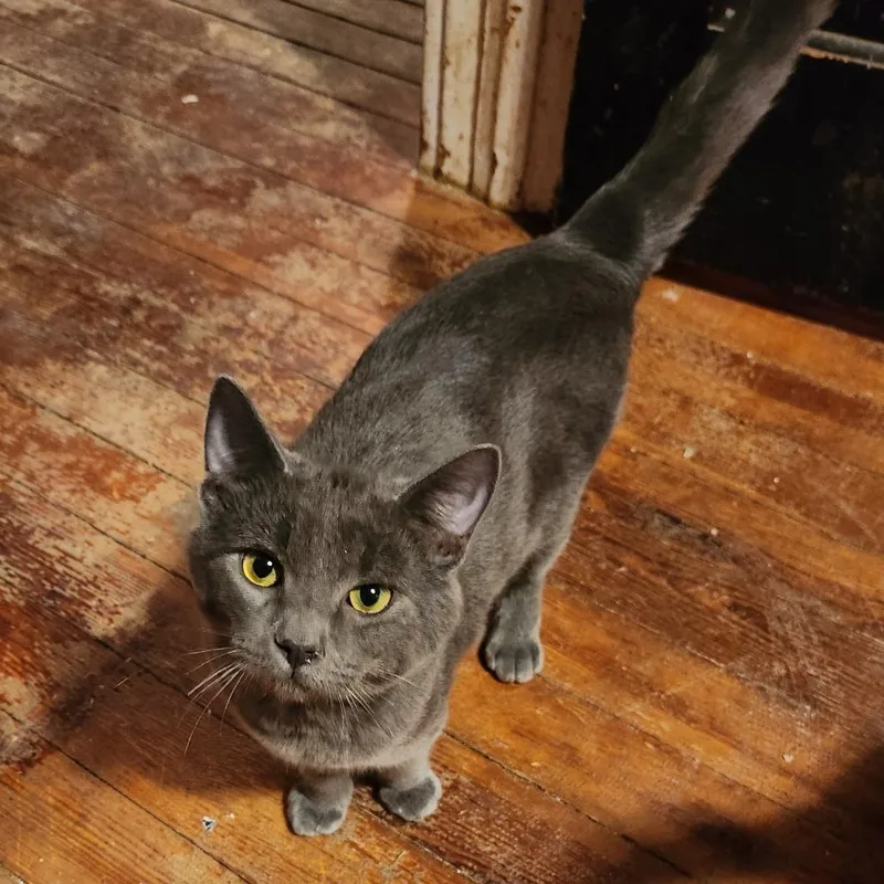 A young medium-sized male Gray / Blue / Silver Domestic Short Hair cat named Dream for adoption in Johnstown, PA