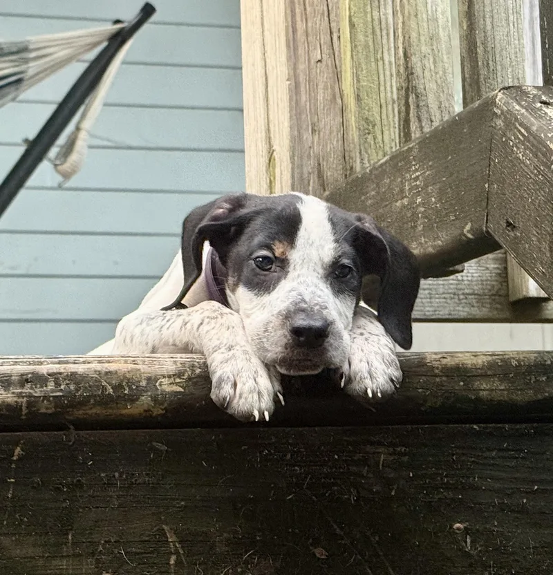 A baby medium-sized female White / Cream American Foxhound dog named Sue Ellen O'Hound for adoption in New Orleans, LA