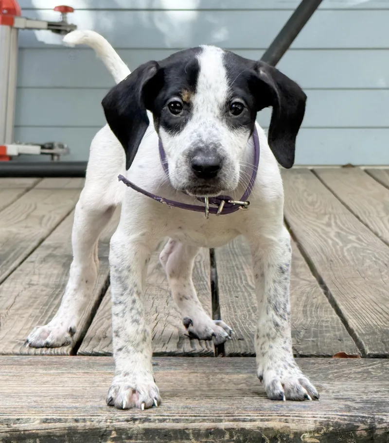 Sue Ellen O'Hound thumbnail 2