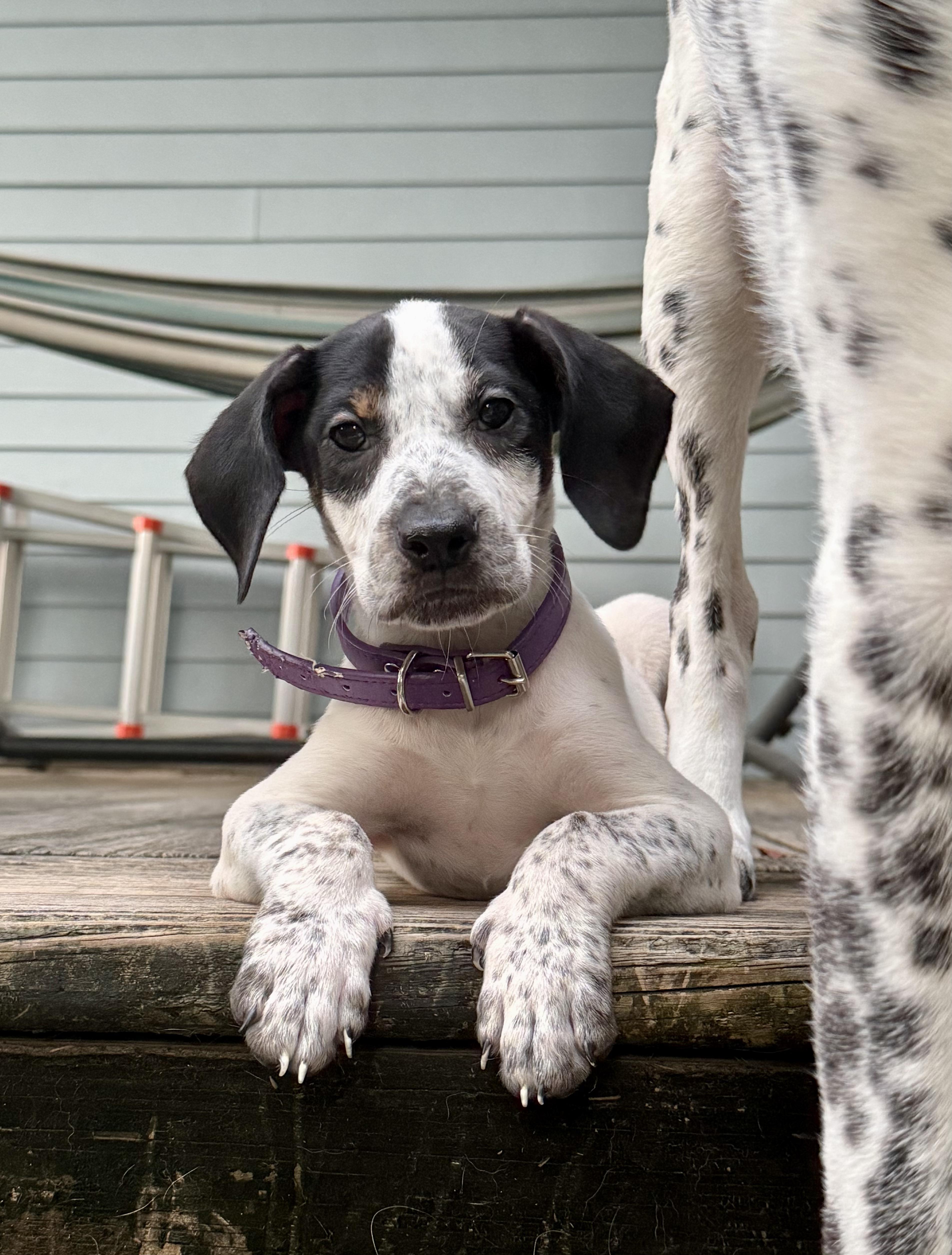 Sue Ellen O'Hound thumbnail 4