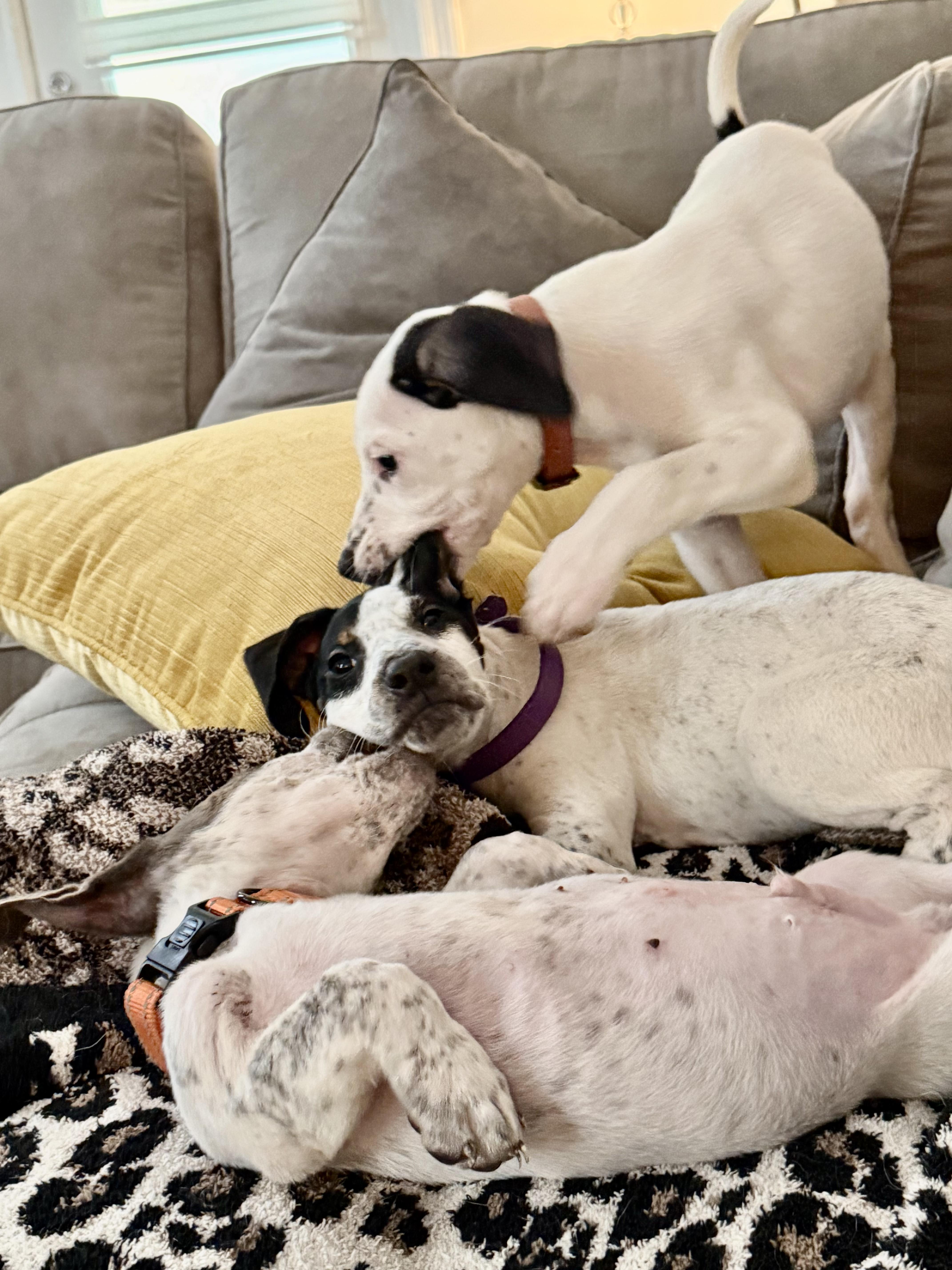 Sue Ellen O'Hound thumbnail 5