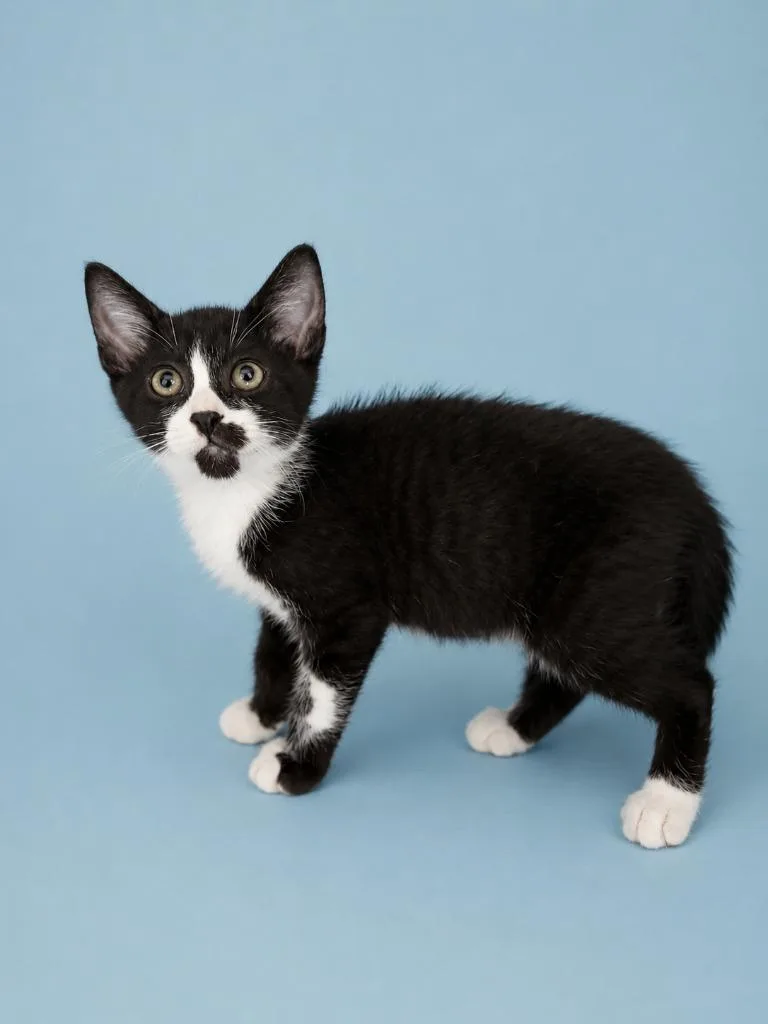 A baby large-sized male Domestic Short Hair cat named Hammy for adoption in Detroit, MI