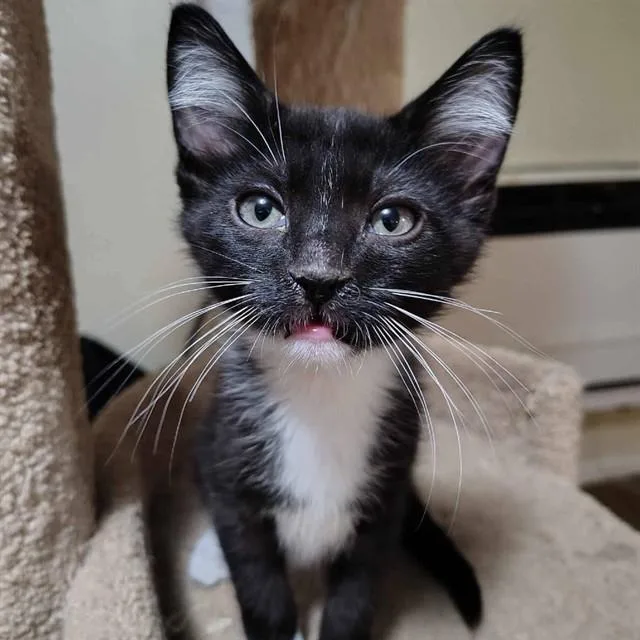 A baby small-sized male Domestic Medium Hair cat named Figaro for adoption in Auburn, CA