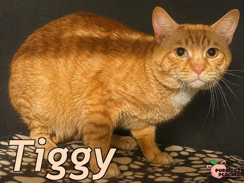 Tiggy thumbnail 2