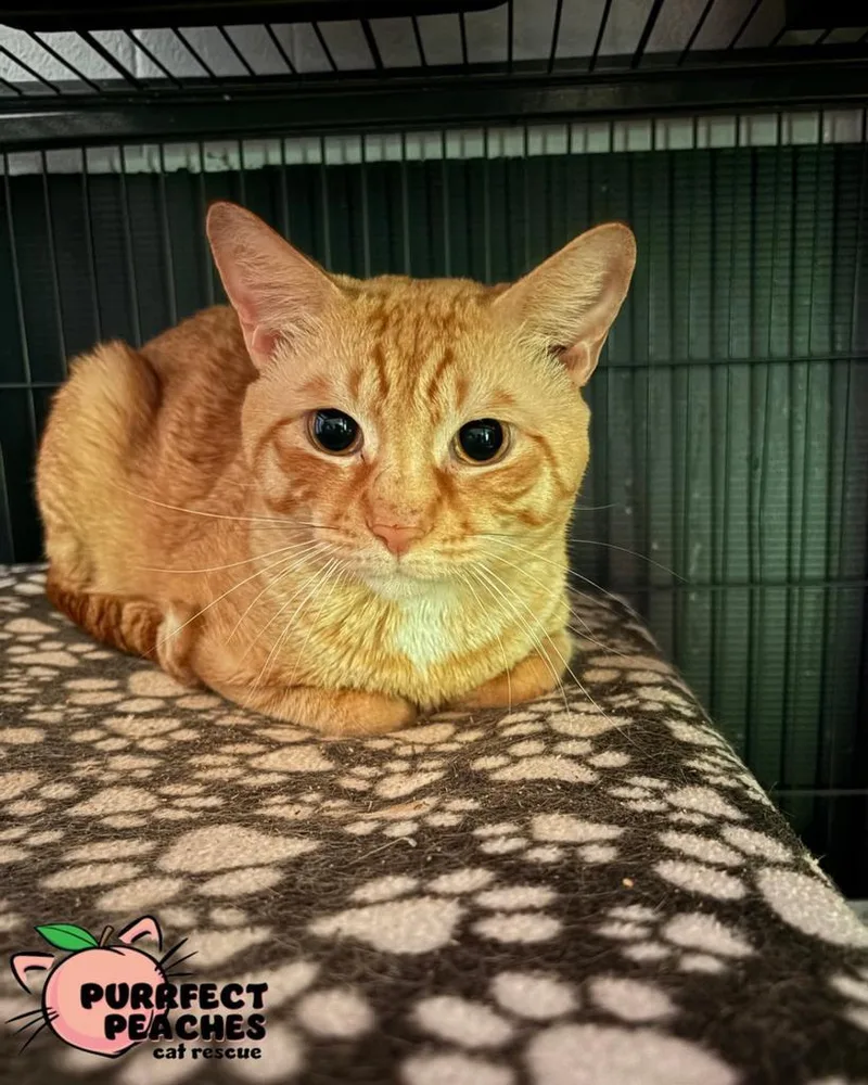 Tiggy thumbnail 3