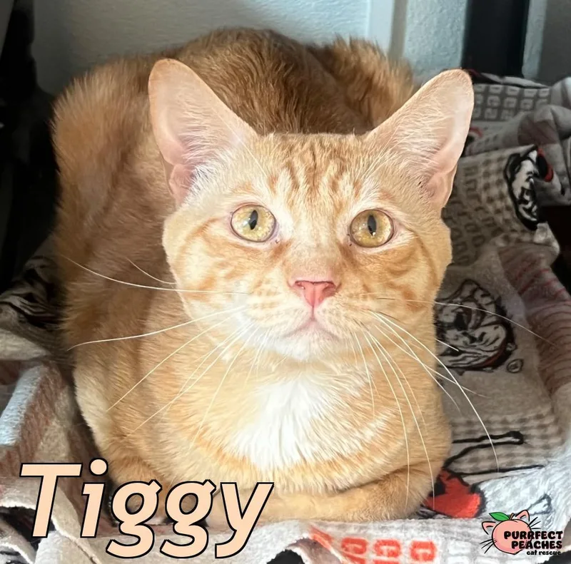 Tiggy thumbnail 4