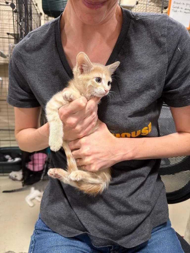 A baby small-sized female Domestic Short Hair cat named Shelly for adoption in La Verkin, UT