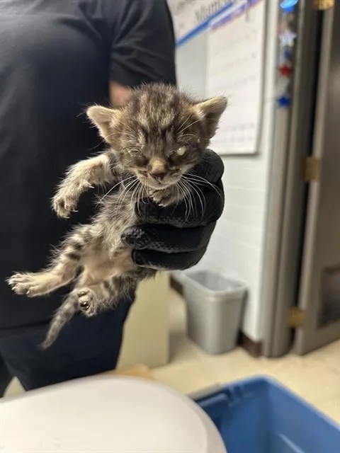 A baby small-sized female Domestic Short Hair cat named Izzy for adoption in Stockton, CA
