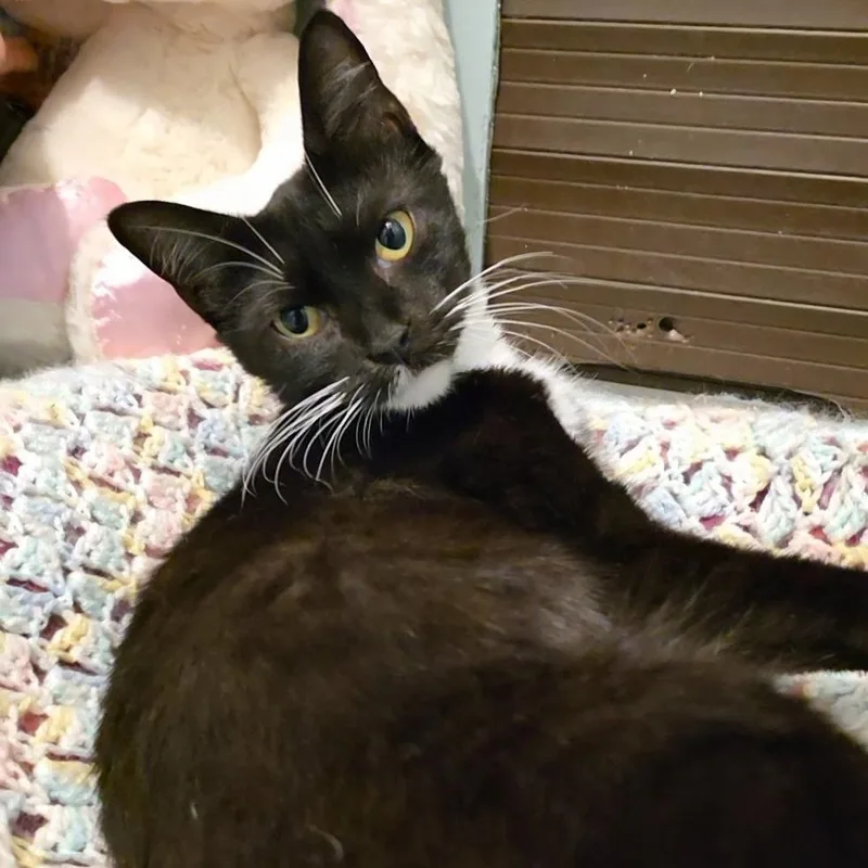 A young medium-sized female Domestic Short Hair cat named Macarena for adoption in Smithtown, NY