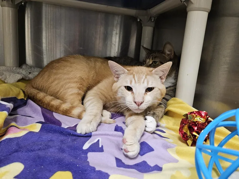 A young medium-sized male Domestic Short Hair cat named Geno for adoption in Front Royal, VA