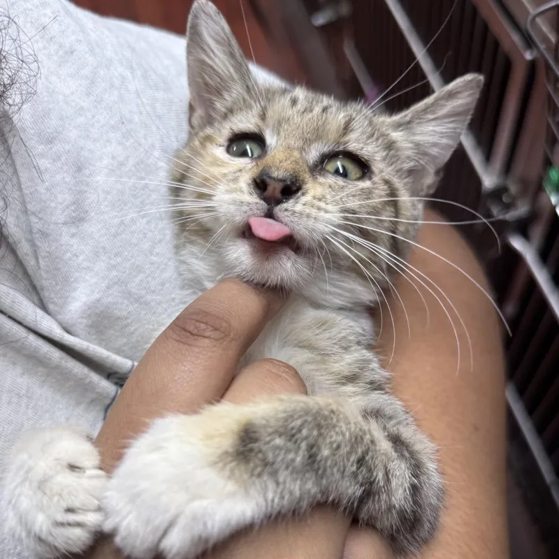 A baby small-sized female Torbie Domestic Short Hair cat named Aria for adoption in Lauderhill, FL