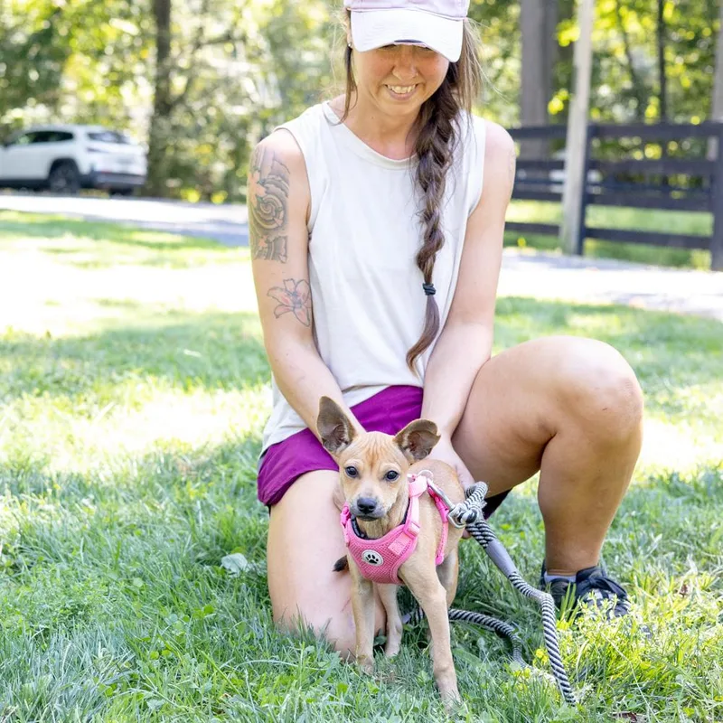 A baby small-sized female Yellow / Tan / Blond / Fawn Chiweenie dog named AcornAvail for adoption in West Grove, PA