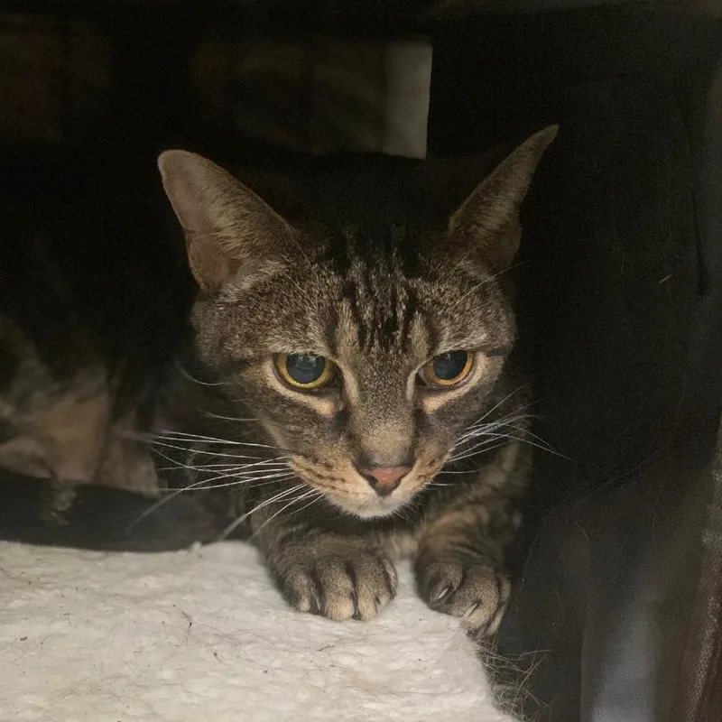 A senior large-sized female Brown / Chocolate Domestic Short Hair cat named Mandarin for adoption in Roanoke, VA