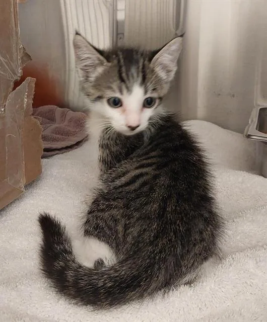 A baby small-sized male Domestic Short Hair cat named Biscuit for adoption in Chula Vista, CA