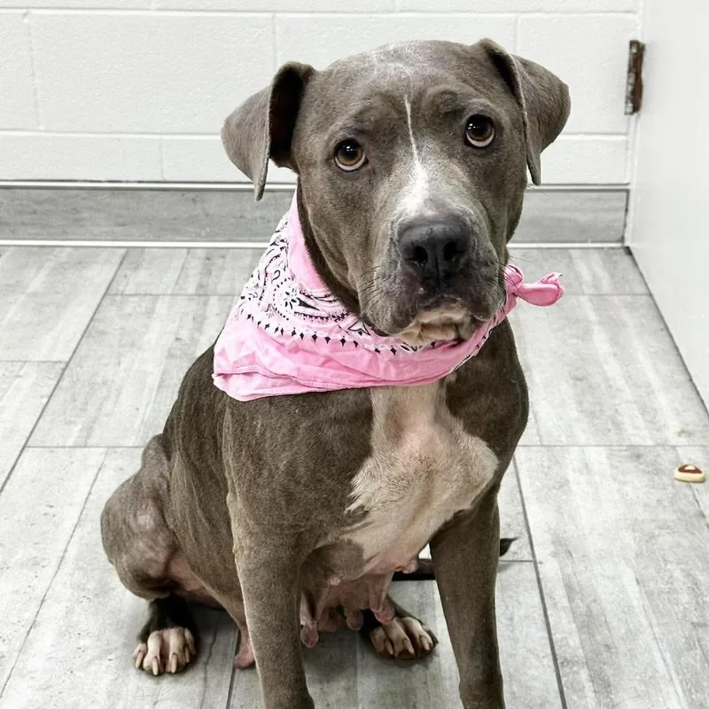 An adult medium-sized female Pit Bull Terrier dog named Savannah for adoption in Lufkin, TX