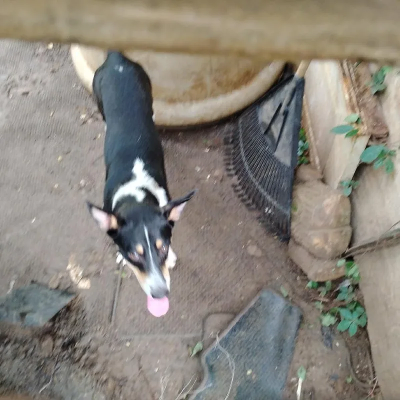 A young small-sized female Black Australian Cattle Dog / Blue Heeler dog named Kaykay for adoption in Tupelo, MS