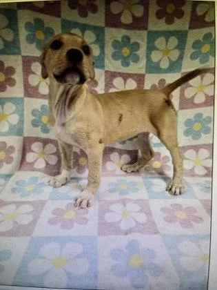 A baby small-sized male Mixed Breed dog named Benjamin for adoption in West Chester, PA